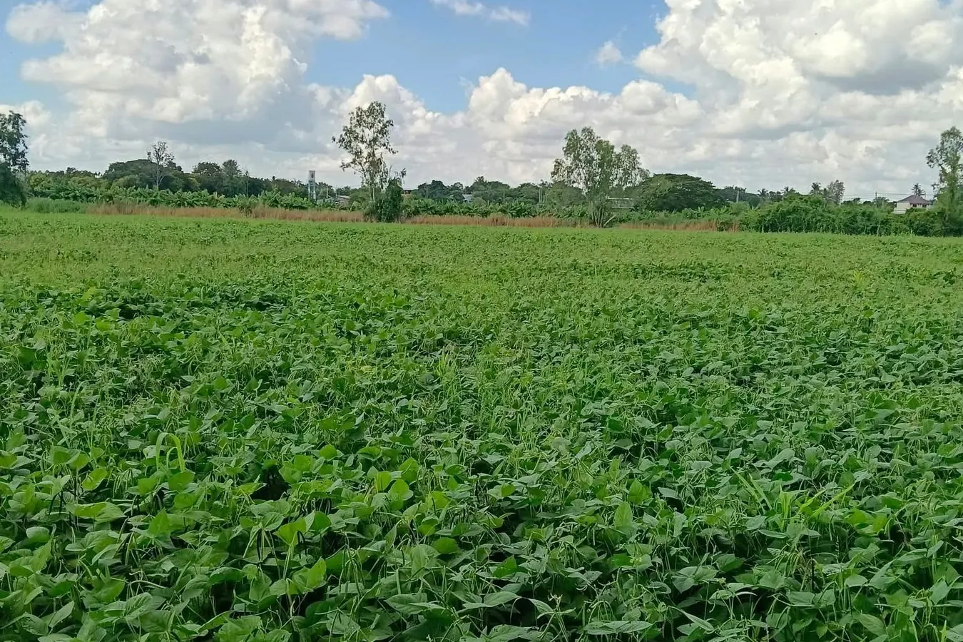 ที่ดินที่ราบปลูกพืชไร่ ต.แสนตอ อ.ขาณุวรลักษบุรี จ.กำแพงเพชร