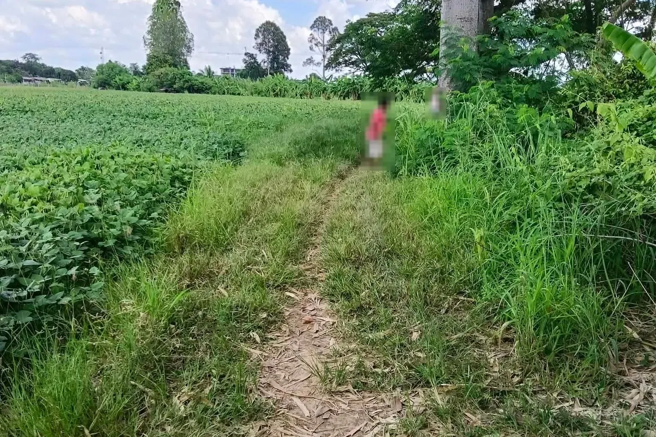 ทางเดินริมแปลงที่ดิน ต.แสนตอ อ.ขาณุวรลักษบุรี